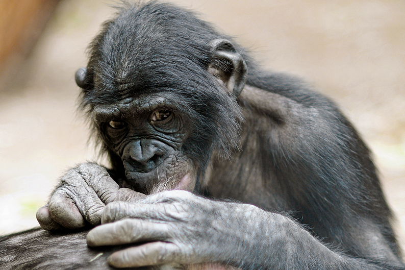 Bonobo beim Lausen