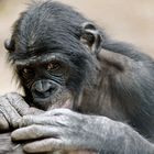 Bonobo beim Lausen