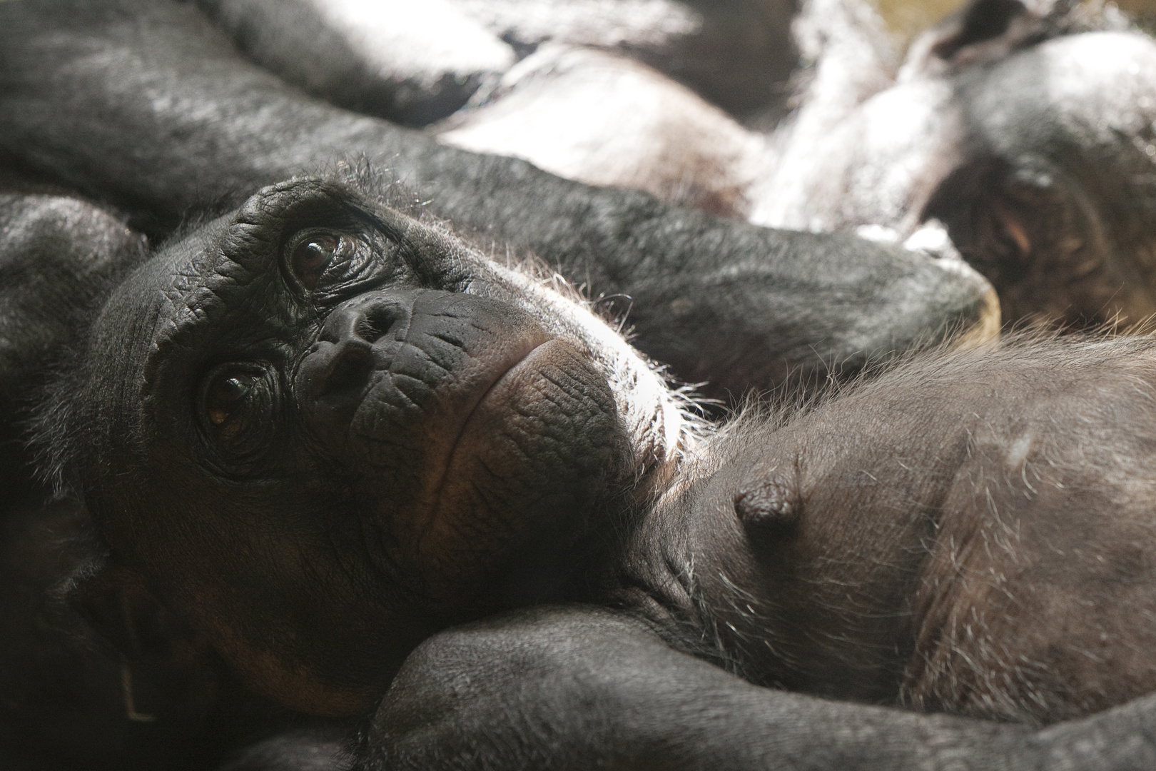 Bonobo beim Verwöhnt werden