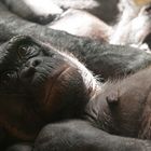 Bonobo beim Verwöhnt werden