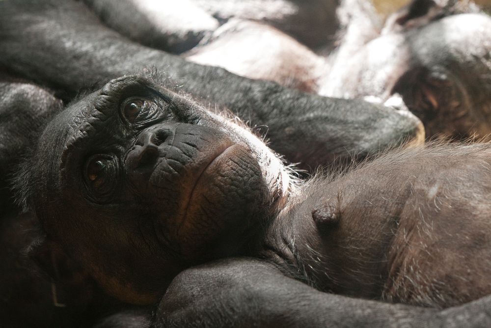 Bonobo beim Verwöhnt werden