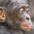  Bonobo