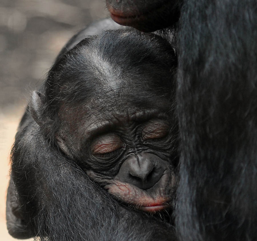 BONOBO