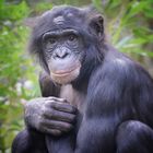 Bonobo