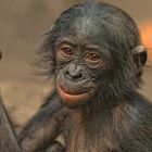 BONOBO