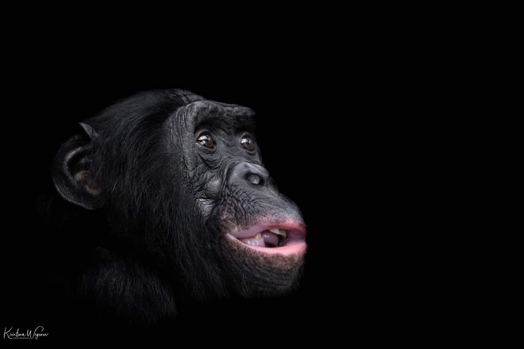 Bonobo Chipita