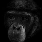 Bonobo 
