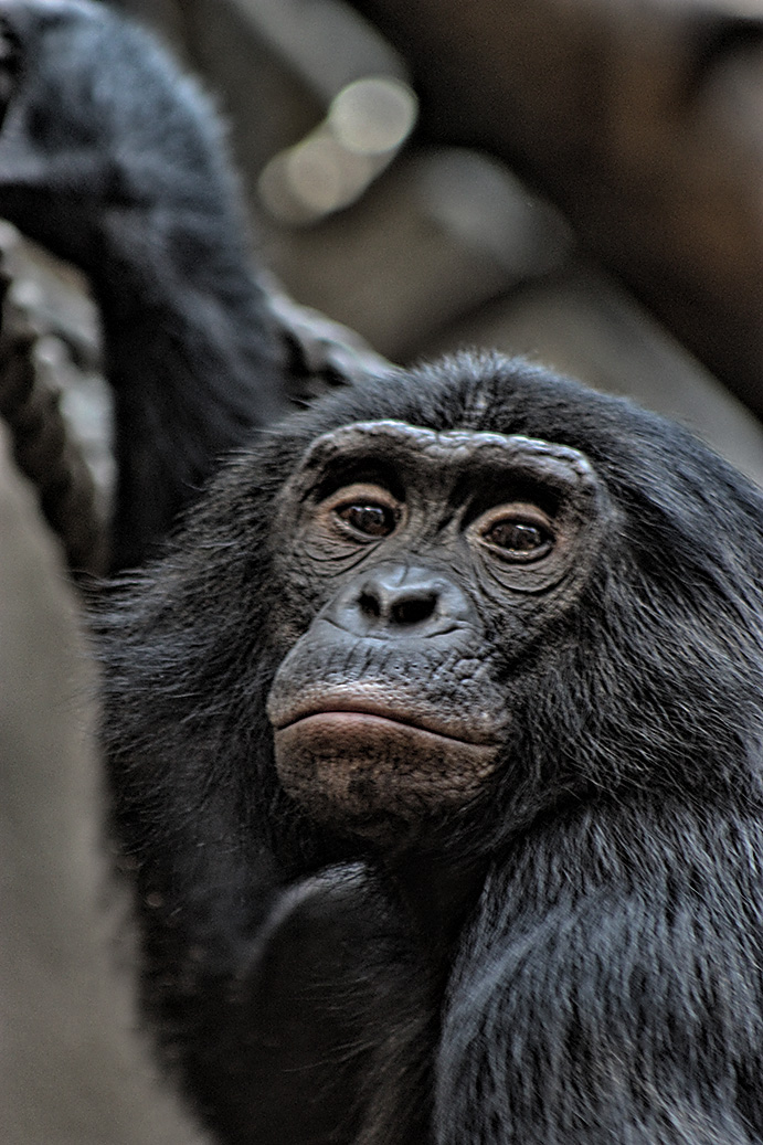 Bonobo