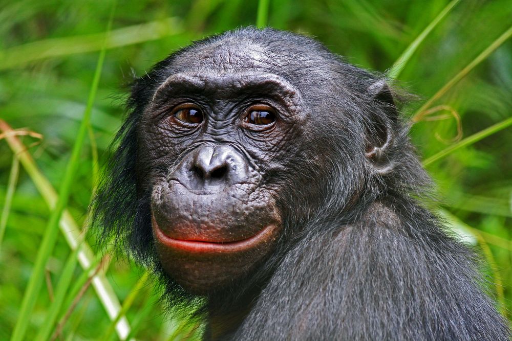 Bonobo, Demokratische Republik Kongo Foto & Bild africa, central