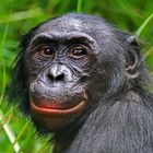 Bonobo, Demokratische Republik Kongo 