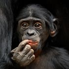 BONOBO