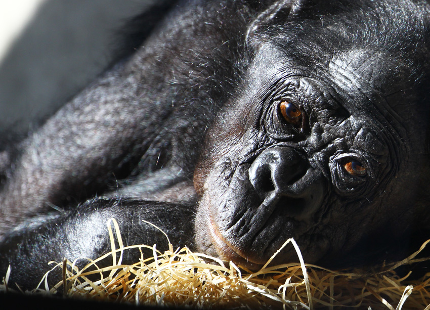 Bonobo - eingekuschelt im Stroh