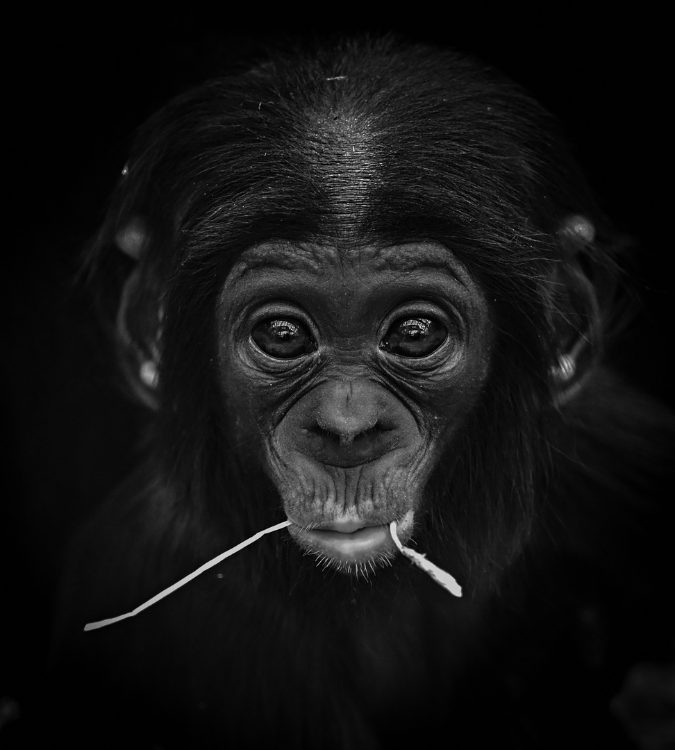 Bonobo