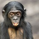 BONOBO