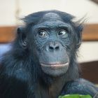 Bonobo