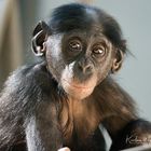 Bonobo