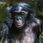 Bonobo - Frau