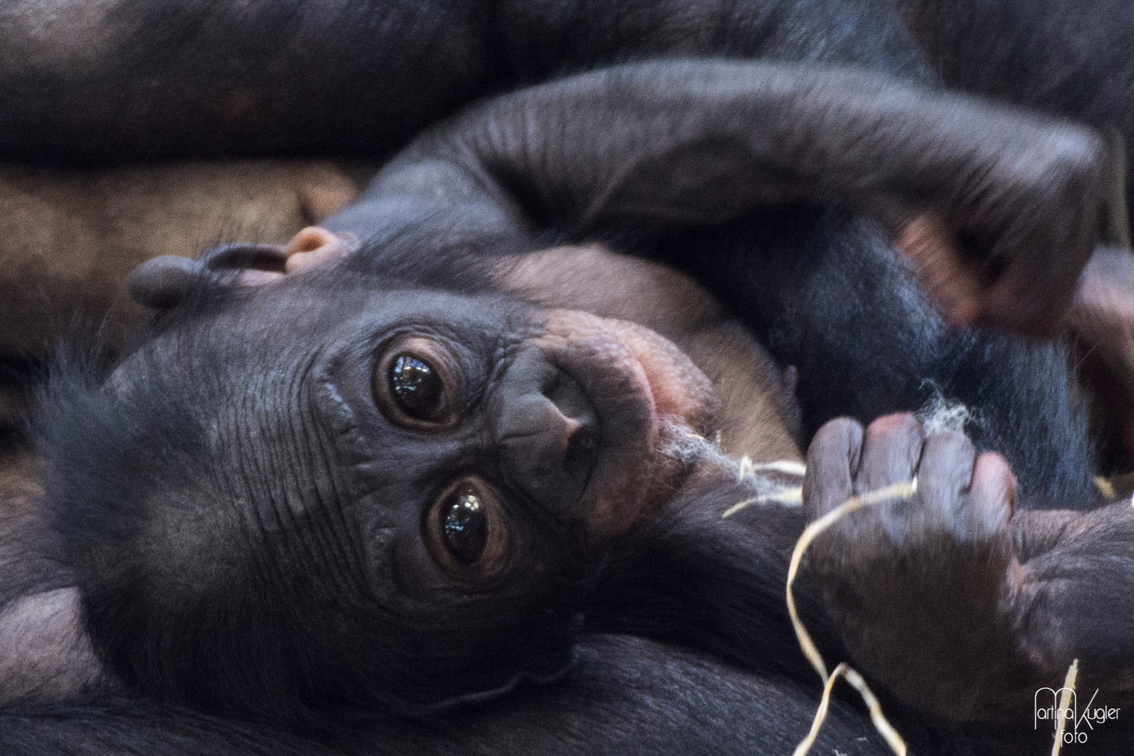 Bonobo ganz klein