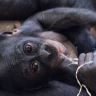 Bonobo ganz klein