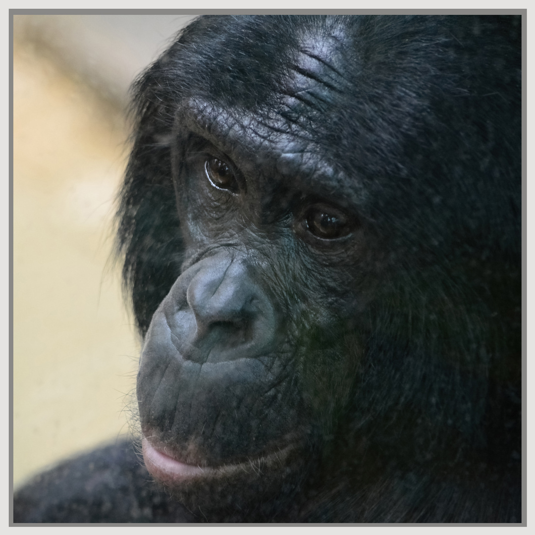 Bonobo hinter Panzerglas