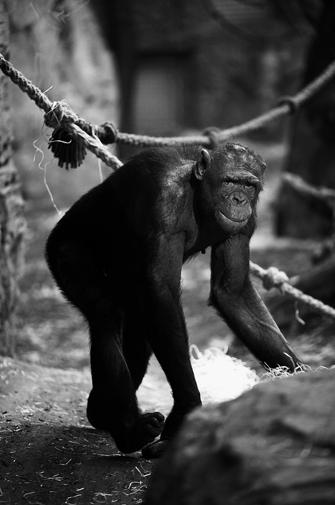 Bonobo II