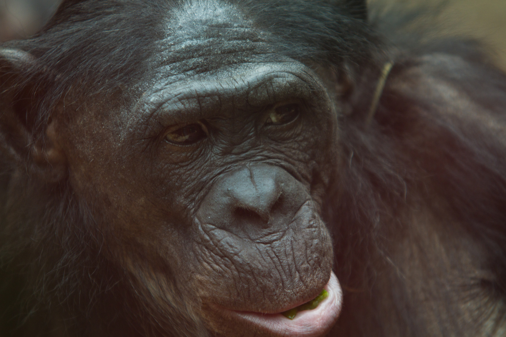 Bonobo im Frankfurter Zoo