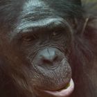 Bonobo im Frankfurter Zoo