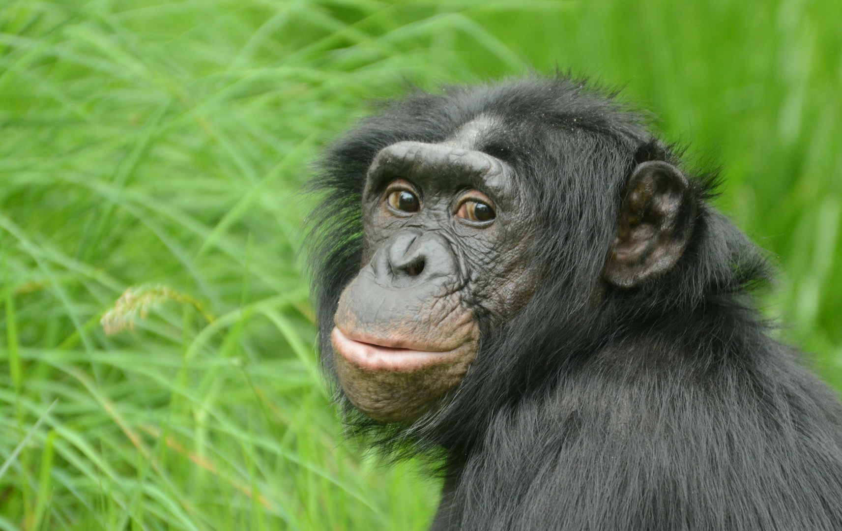 Bonobo im Grün