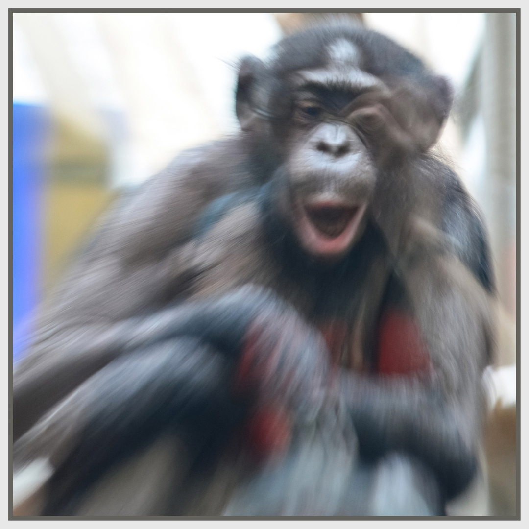 Bonobo in motion