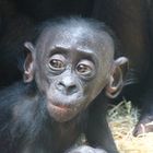 Bonobo-Junges (geb. am 29. Juli)