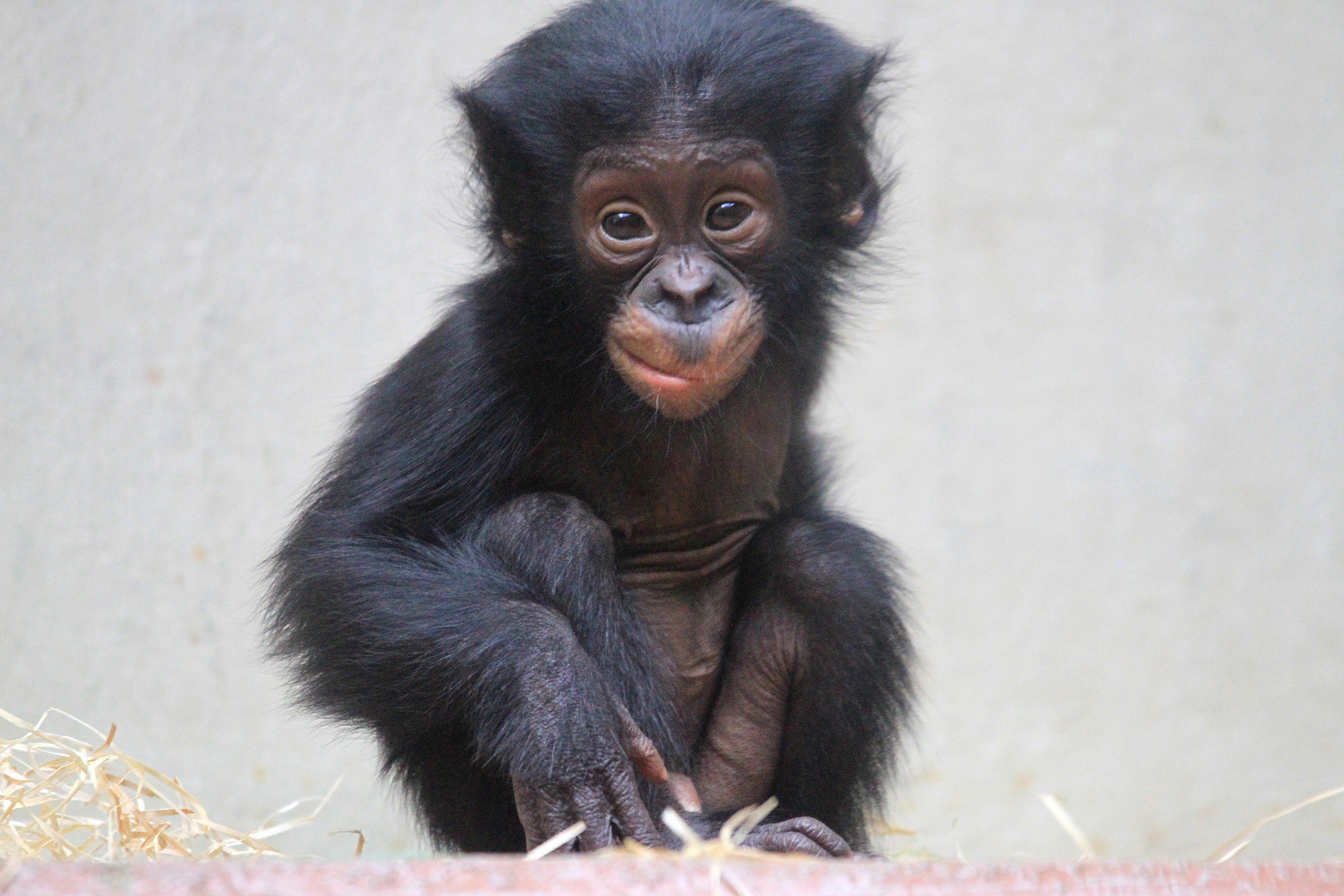 Bonobo Jungtier im Zoo Wuppertal