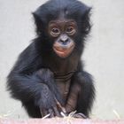 Bonobo Jungtier im Zoo Wuppertal