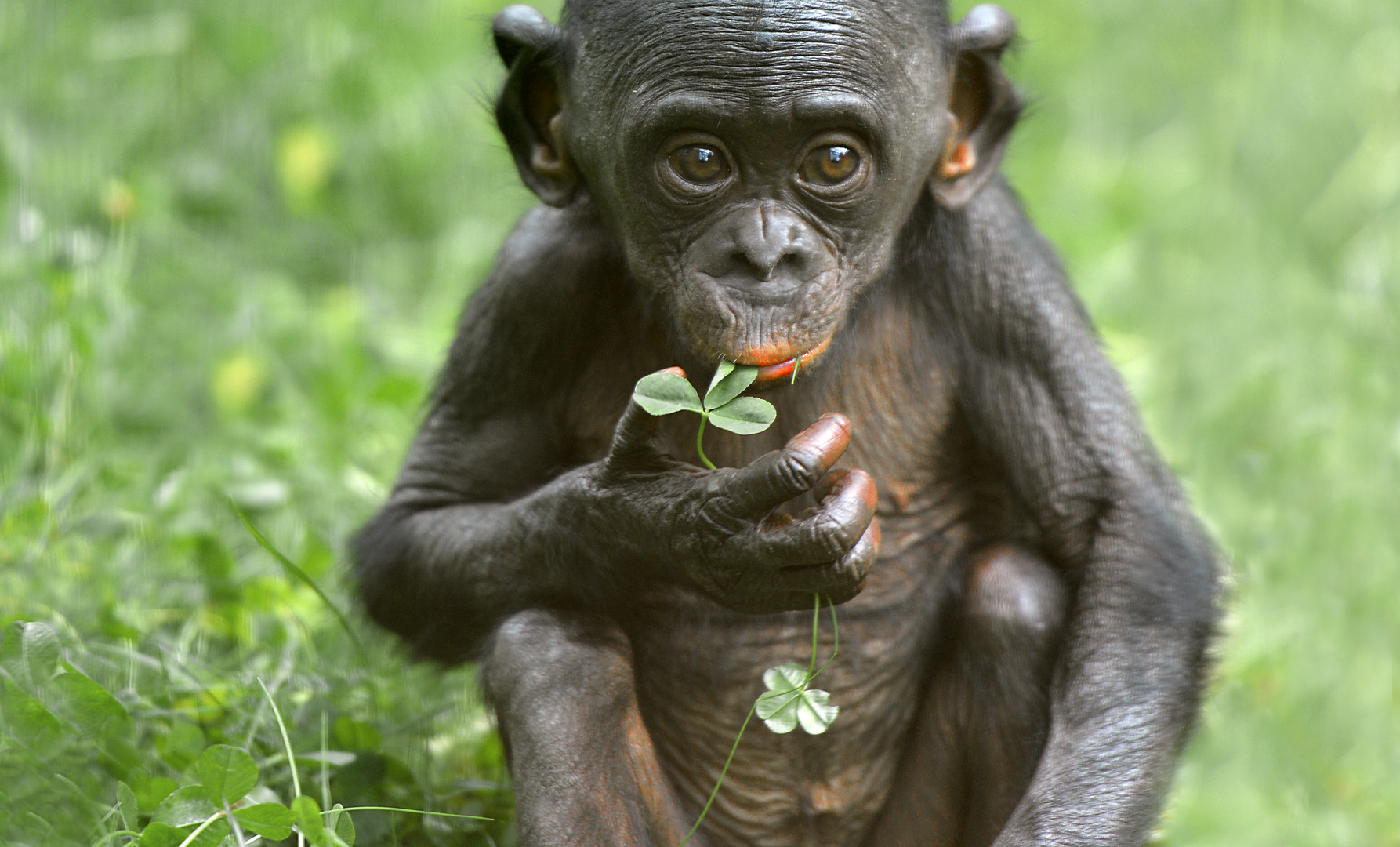 BONOBO JUNIOR