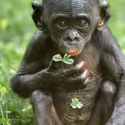 BONOBO JUNIOR