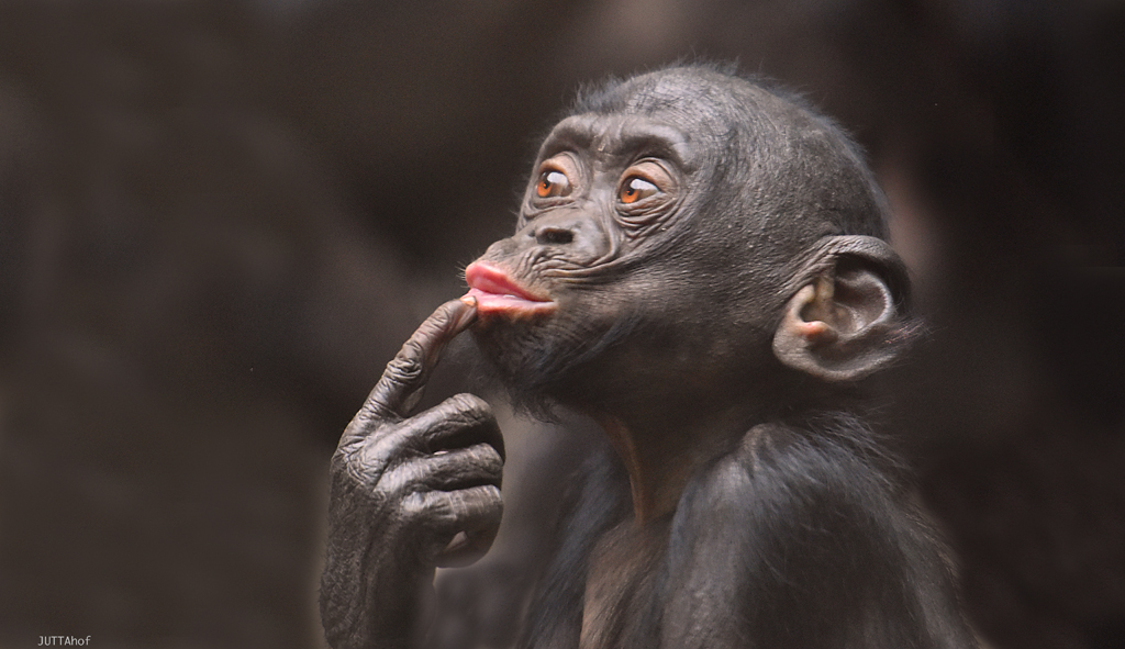 Bonobo Junior 