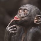 Bonobo Junior 