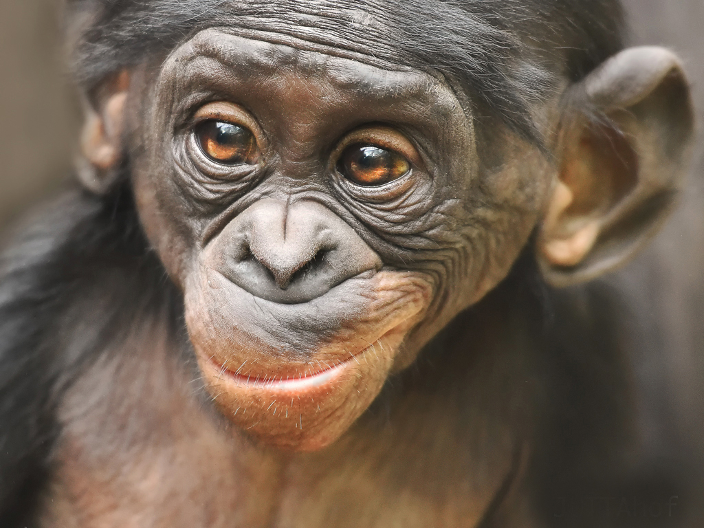 Bonobo Junior