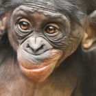 Bonobo Junior