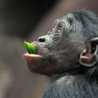 BONOBO JUNIOR