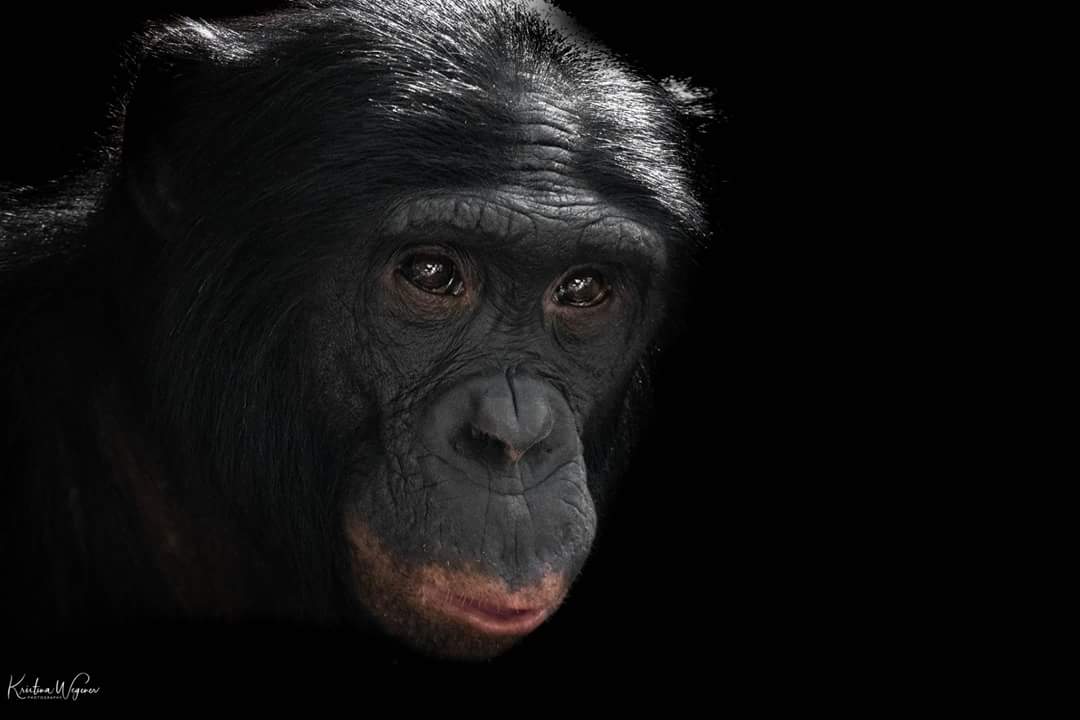 Bonobo Kasai