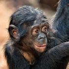 Bonobo Kid