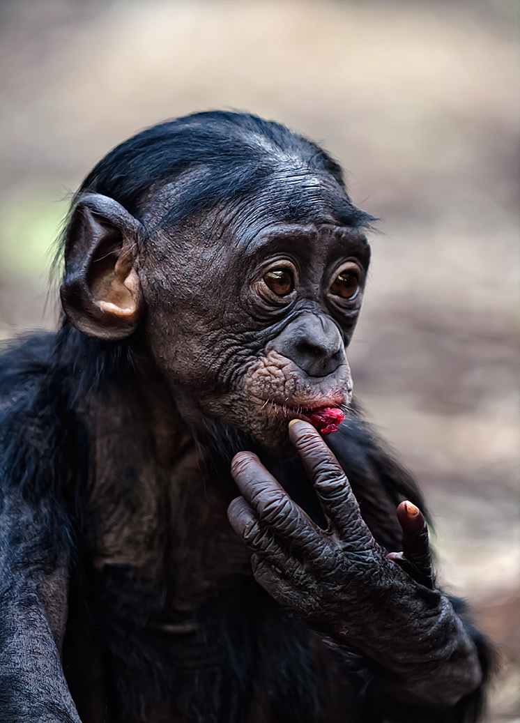 Bonobo Kid