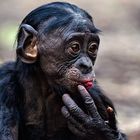 Bonobo Kid
