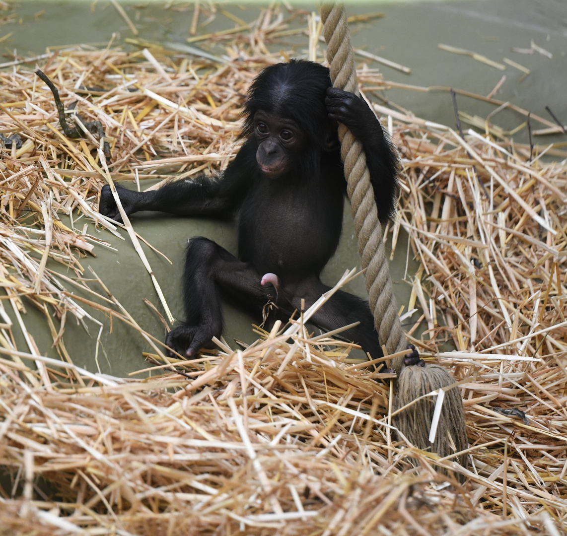 Bonobo Kijani