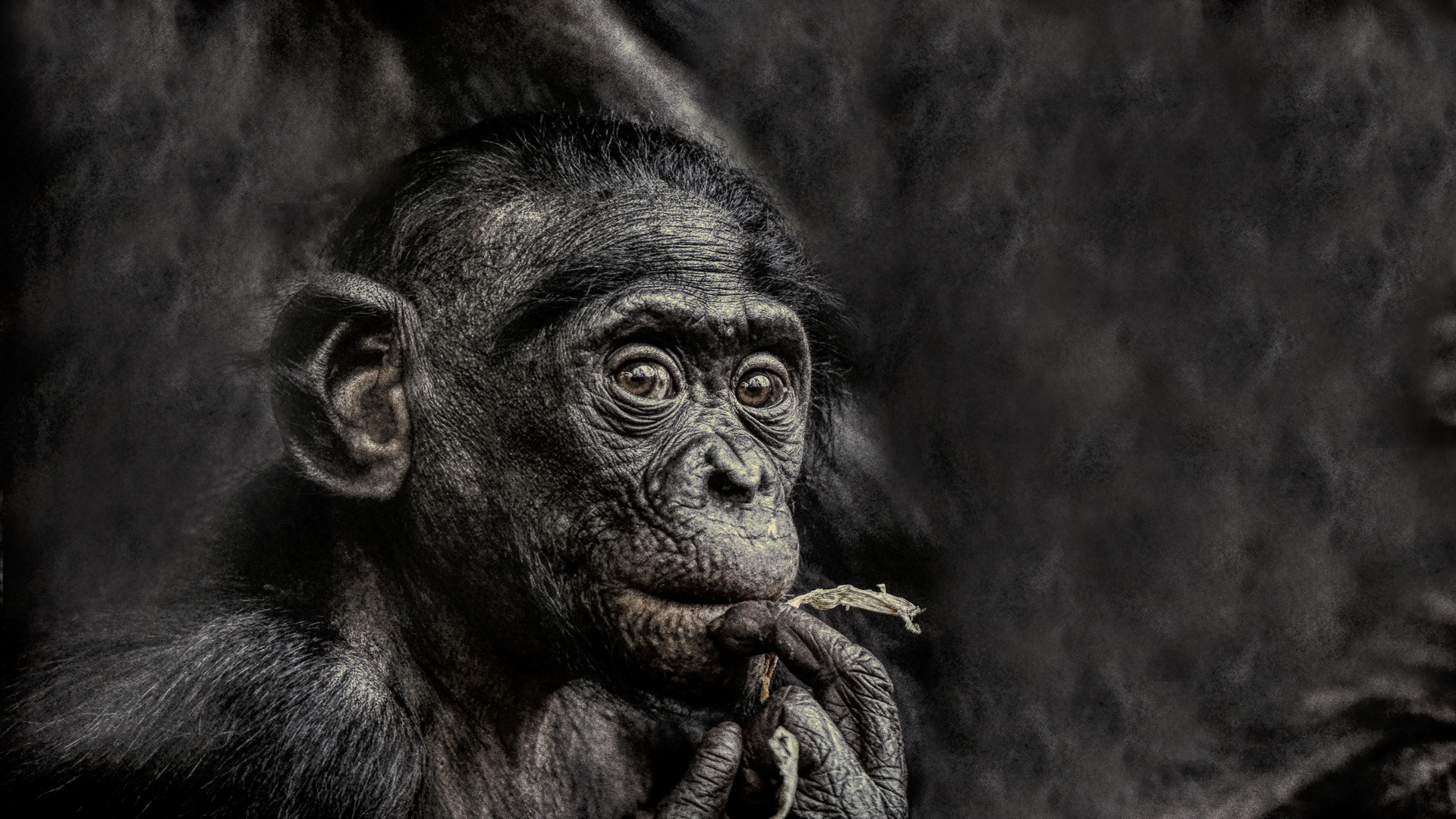 .....Bonobo-Kind.....