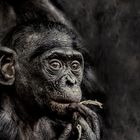 .....Bonobo-Kind.....