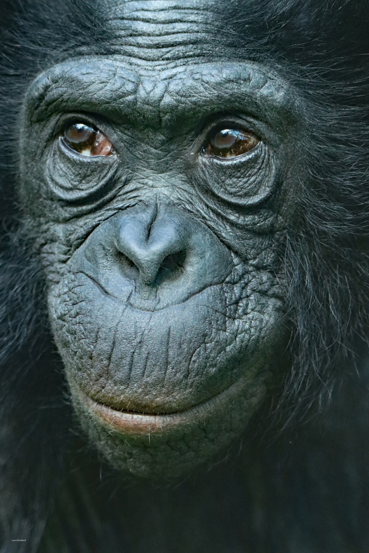 Bonobo - Kölner Zoo 