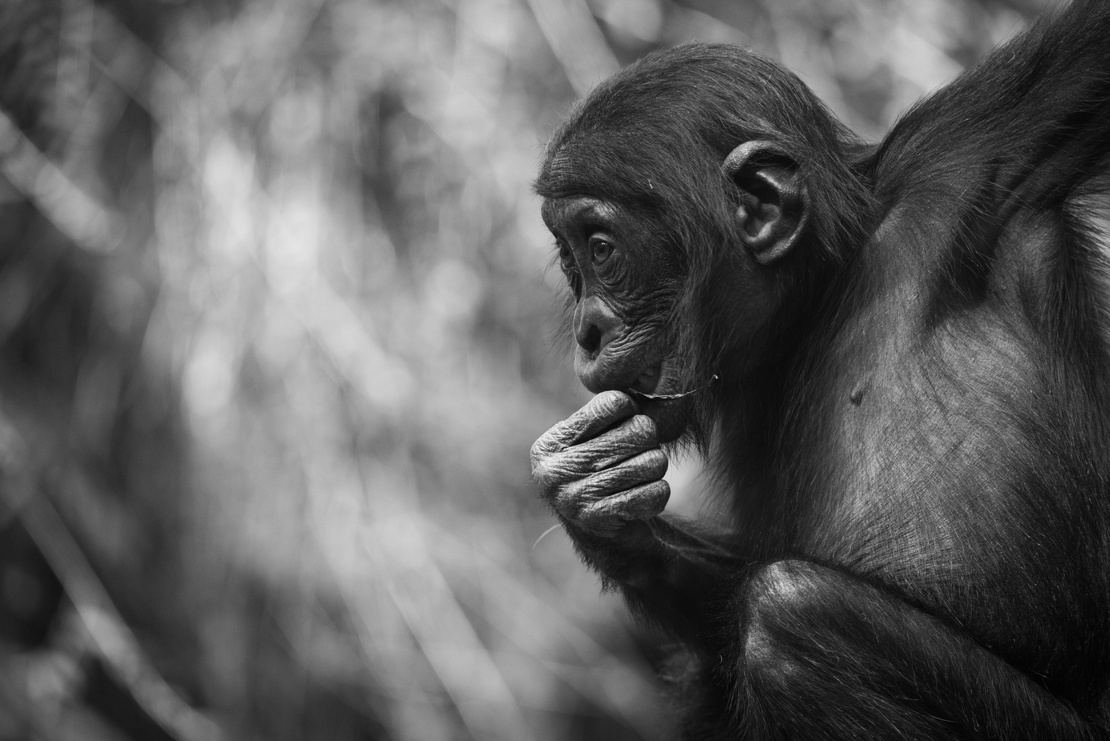 Bonobo Kölner Zoo