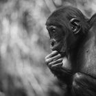 Bonobo Kölner Zoo