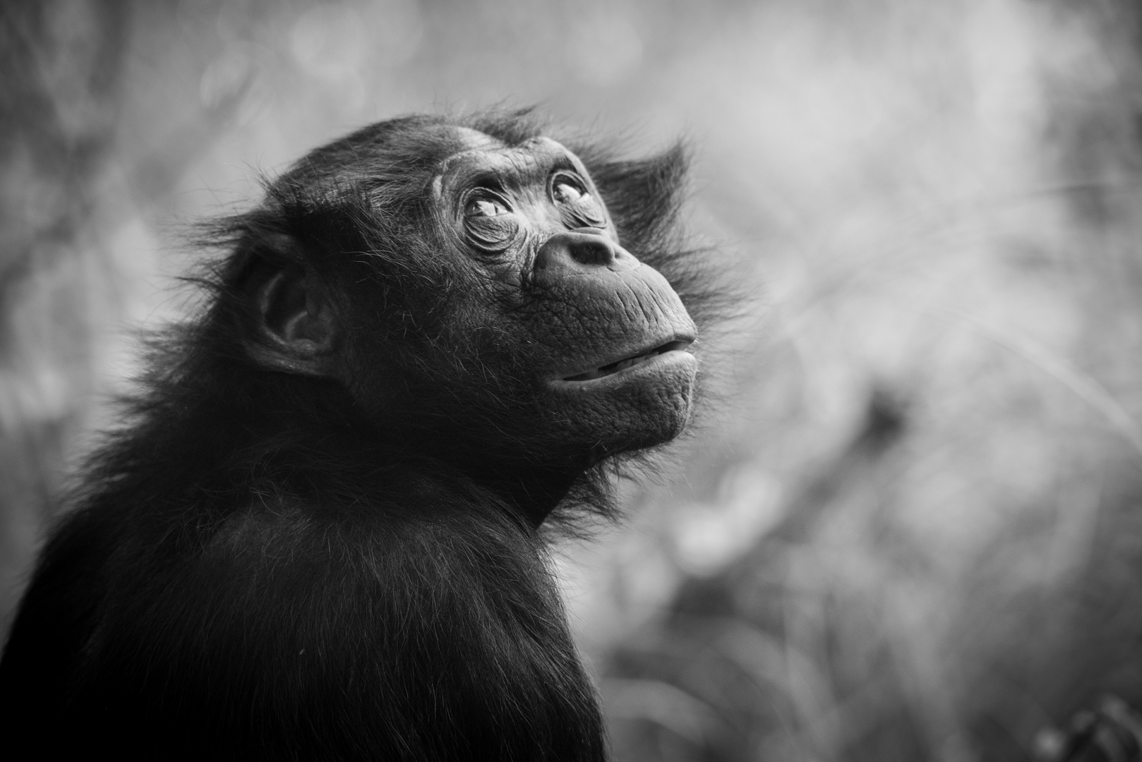 Bonobo Kölner Zoo